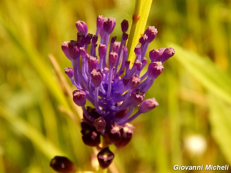 Muscari comosum